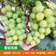 新品種爬藤王葡萄樹苗長(zhǎng)藤大粒無核葡萄樹滕王葡萄樹庭院果樹苗 爬藤王【香妃】 十五年苗【一顆裝】全家吃不了