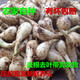 囧仙子3斤蕎頭新鮮藠頭叫頭蕎子蔥頭蕎頭農家自種現挖茭頭教頭 蕎頭 5斤