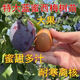子暄西梅樹(shù)苗正宗女神西梅大果李子果樹(shù)苗盆栽地栽南北方種植當年結果 特大藍蜜西梅樹(shù)苗 4年苗隔年結果