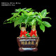 瀚林怡景（HANLINYIJING）發(fā)財樹(shù)盆栽植物室內客廳辦公室桌面綠植盆栽花卉四季常青招財樹(shù) 發(fā)財樹(shù)-財源廣進(jìn)