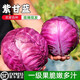 順豐包郵】山東壽光新鮮紫甘藍沙拉菜5斤榨汁食用蔬現(xiàn)割紫包菜 產地順豐+現(xiàn)摘現(xiàn)發(fā)+出口品質 【3斤】
