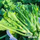 農(nóng)之子 增城遲菜心種子四季廣東甜菜心種籽孑蔬菜種子秋冬 增城遲菜心種子 15gx2/實(shí)惠