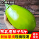 林中山 【順豐發(fā)貨】東北大綠茄子農(nóng)家自種新鮮現(xiàn)摘綠皮茄子生吃青茄 5斤