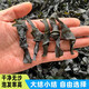 鯊魚(yú)哥烘干海帶結(jié)干貨特厚海帶扣海帶絲商用整箱小結(jié)500g麻辣燙無(wú)沙霞浦 大結(jié)一斤約300個(gè)左右