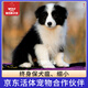 京狼圖騰終身保犬瘟細小雙血統邊牧幼犬狗狗活體邊境牧羊犬寵物狗中型犬 血統級 2 黑白