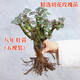 聽雪樓月季老樁多色8年玫瑰花苗花卉觀花綠植物室內(nèi)陽臺盆栽 混合色9顆裝