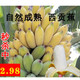廣西特產(chǎn)西貢蕉粉蕉香蕉新鮮水果整箱3斤5斤9斤裝大芭蕉產(chǎn)地直發(fā) 西貢蕉 3斤