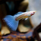 魚官兒 純種孔雀魚活體熱帶魚觀賞魚鳳尾魚淡水繁殖孕母孔雀適合新手養(yǎng) 天空蘭孔雀魚1對