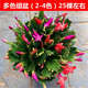 種花迷多色蟹爪蘭花苗盆栽當(dāng)年開四季開花重瓣螃蟹抓蓮好養(yǎng)易活室內(nèi)花卉 精品原盆土25-30棵混色/當(dāng)年開花 不含盆