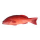 隆港匯 現(xiàn)捕新鮮東星斑石斑魚燕尾斑深海海魚海鮮水產(chǎn)紅斑魚 1條裝 7-8兩