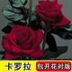 8年玫瑰老樁花苗玫瑰盆栽花卉觀賞花植物陽臺室內(nèi)室外盆栽地栽花老樁薔薇花多次開花 卡羅拉 【20號】5棵裝 不含盆