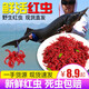 漁永記（YUYONGJI） 鮮活紅蟲(chóng)公蟲(chóng)活體活餌喂魚(yú)餌拉餌鯽魚(yú)野釣餌料釣魚(yú)魚(yú)餌漁永記 中號公蟲(chóng)100克(干凈鮮活)