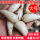 辰實 【現(xiàn)貨】藠頭新鮮 藠頭現(xiàn)挖茭頭藠頭 時令蔬菜新蕎頭 5斤（凈藠頭） 大號
