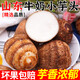 萄鮮客山東農(nóng)特產(chǎn) 牛奶小芋頭 毛芋頭芋艿 農(nóng)家芋頭 軟糯香甜 產(chǎn)地直發(fā) 芋頭精選凈重3斤中果