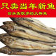 明太魚干大棒魚延邊特產(chǎn)整條魚配蘸料手撕干魚特大條 33-35厘米宣板5條贈(zèng)料包
