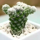 迎虞花苑多肉植物小盆栽套裝組合好養(yǎng)易活品相很可愛套餐肉肉植物帶盆帶土 白鳥一顆3-4厘米 不含盆