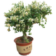 金銀花苗 盆栽老樁金銀花樹苗別墅庭院爬藤植物綠植爬墻花卉攀爬四季紅色金銀花開樹木室內(nèi)陽臺盆栽大苗 彩 紅黃白金銀花6年 裸根不含盆