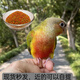 小太陽鸚鵡雛鳥黃邊鳳梨半毛肉桂藍化和尚鸚鵡幼鳥帶標識會說話鳥 鳳梨齊毛斷奶聯(lián)系客服看視頻
