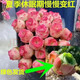 墨一（送貨上門(mén)）山地玫瑰多肉酒杯玫瑰多肉植物帶盆栽好小球玫瑰 水蜜桃玫瑰（綠色發(fā)貨） 不含盆