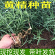 桐汝壁黃精苗新鮮雞頭黃精帶葉種植苗老虎姜種植中藥材黃精種苗盆栽植物 黃精種苗10株2年苗