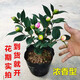香妃茶花山茶花樹苗盆栽花卉植物四季開花陽臺庭院耐寒濃香老樁 香妃茶20-25cm原土1顆