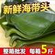 盼溪鹽漬海帶頭新鮮厚片榮成特海白菜海帶片絲根火鍋昆布半干貨 2500g 鹽漬海帶頭