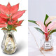 中夢(mèng)粉鉆水培植物室內綠植花卉盆栽客廳辦公室桌面水養花 粉鉆+吉利紅+玻璃瓶