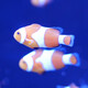 月光水母nemo小丑魚活體海水魚公子小丑海水觀賞魚尼莫人工繁殖澳黑血印 3cm左右公子小丑（小號(hào)全紋）