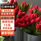 春枝韻郁金香種球水培5度球花卉綠植種子土培植物水養盆栽室內室外耐寒 莊園紅 紅色印象5球+2包肥料