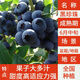 美外藍莓樹(shù)苗 當年結果盆栽地栽果樹(shù)苗 藍莓樹(shù)苗 藍莓苗 南北方種 黑珍珠 6年苗