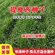 牧草種子提摩西草籽牧草種子兔子草糧提摩西草種子兔子愛(ài)吃四季種植多年生牧草種子鑫意 【高產(chǎn)型】提摩西半斤