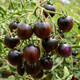 壽禾 黑番茄種子四季黑蕃茄深色陽(yáng)臺(tái)盆栽西紅柿秋冬季蔬菜壽光菜籽 紫葡萄紫黑小番茄種子25粒