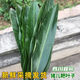 新鮮豬兒粑葉四川宜賓豬兒粑葉現(xiàn)摘現(xiàn)發(fā)新鮮葉子良姜葉葉兒粑葉子 新鮮葉子30張