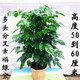 墨寶幸福樹綠寶樹盆栽四季綠植室內(nèi)植物 分叉多頭50到60厘米 不含盆