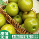 涵果上海莊行翠冠梨子新鮮10斤大果雪梨青皮當(dāng)季水果一整箱 凈果九斤大果【單果200g以上】