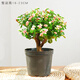 錦楓（jinfeng）綠植盆栽造型老樁多肉植物稀有品種大株肉花卉新款盆景 棒棒糖-3年老樁 含盆