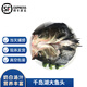沢素灣千島湖大魚(yú)頭 胖頭魚(yú)花鰱魚(yú)鳙魚(yú) 剁椒魚(yú)頭 1.5-6kg禮 2.5kg