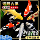 錦鯉活魚純種淡水冷水觀賞魚中小型好養(yǎng)耐活金魚龍鳳紅白錦鯉魚苗 順豐 8-10cm錦鯉不同花色6條