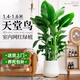 臨雅天堂鳥盆栽室內(nèi)客廳大型綠植辦公室大葉植物花卉鶴望蘭新房去甲醛 天堂鳥1.4-1.6米+米白聚福盆
