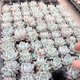 迎虞花苑小苗多肉植物室內(nèi)迷你盆栽植物 2顆橙夢露小苗 裸根不帶土