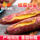 西域美農(nóng)板栗紅薯 陜西特產(chǎn)新鮮沙地紅薯粉糯寶寶輔食現(xiàn)挖板栗番薯整箱 大果5斤裝（單果130g+）