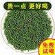 碧葉戲潭2025新茶嶗山春茶青島特產(chǎn)濃香型耐泡高山云霧茶葉特級豆香禮盒裝 嶗山春茶 500g*1袋