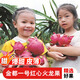 荔口福海南廣西當(dāng)季現(xiàn)摘金都一號紅心火龍果樹上熟新鮮特大薄皮紅肉水果 金都一號【中果250-300g/個】 紅心火龍果【3斤裝】