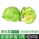 綠食者 球生菜10斤 漢堡用西生菜圓生菜西餐沙拉色拉食材 健康輕食蔬菜 10斤