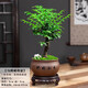 想開祺典小葉紫檀盆景植物老樁盆栽辦公室桌面室內(nèi)花卉綠植好養(yǎng)活四季 老樁單桿紫檀+馬到成功盆+底座