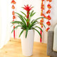 意軒鴻運(yùn)當(dāng)頭綠植盆栽花卉植物四季開(kāi)花室內(nèi)客廳水培植物紅星鳳梨水養(yǎng) 6年大苗含盆1棵含圓筒陶瓷花盆