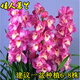 鏡之月綠植盆栽花卉蘭花苗大花蕙蘭 虎頭蘭 蟬蘭花大惠蘭墨蘭苗當年開(kāi)花 人蕙蘭 連體苗5株
