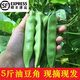 辰實(shí)東北油豆角【發(fā)順豐】九月青豆角 現(xiàn)摘新鮮蔬菜油豆角 5斤