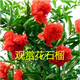 蘇躍 四季觀(guān)賞盆栽重瓣花石榴樹(shù)苗 牡丹花石榴 日本翠葉月季石榴花苗 牡丹花石榴3年苗【當年開(kāi)花】 不含盆