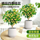 愛(ài)優(yōu)尚桂花樹(shù)苗四季桂盆栽可食用開(kāi)花香室內外陽(yáng)臺客廳花筒金源頭直發(fā)